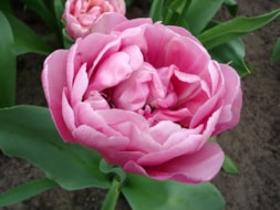 Keukenhof (15)
